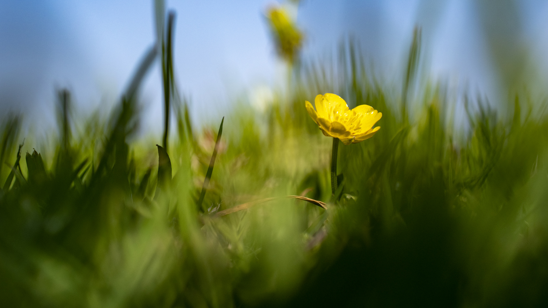 Butterblume