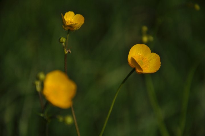 Butterblume