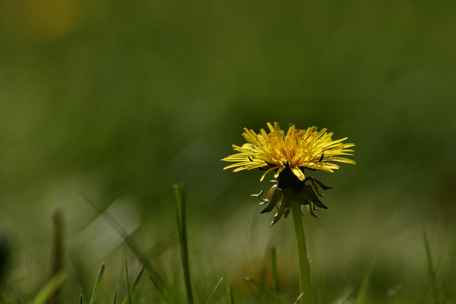 Butterblume