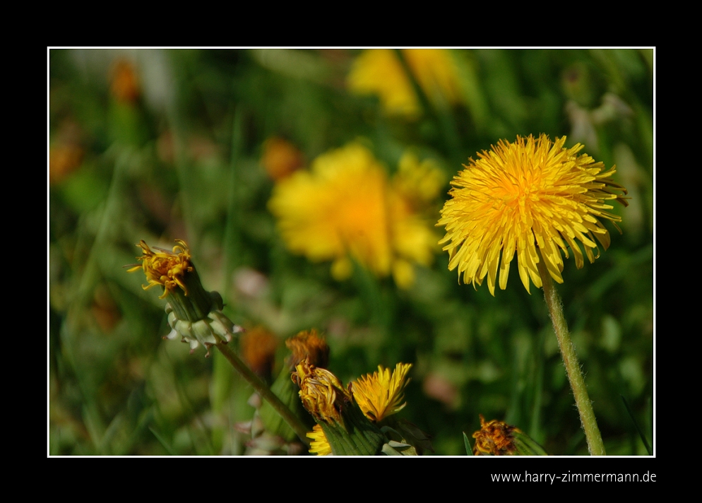 Butterblume