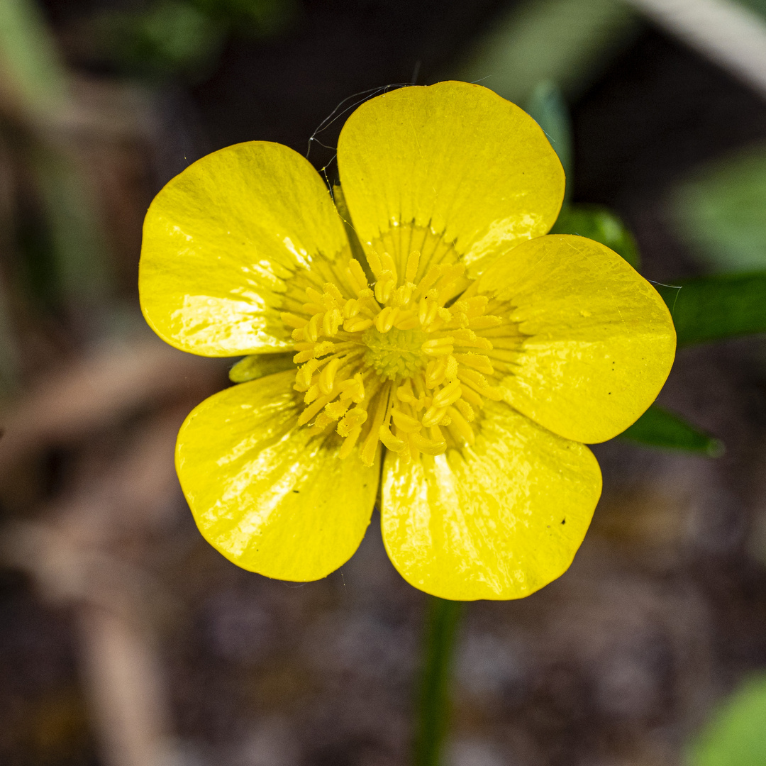 Butterblume