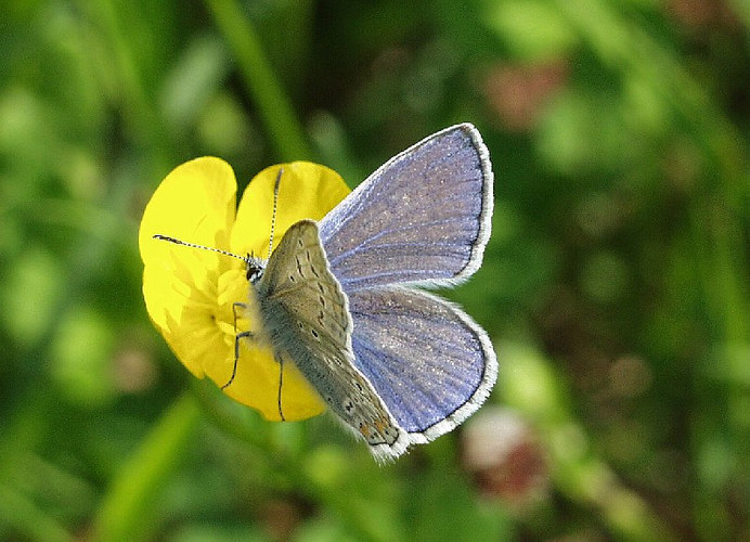 Butterblume