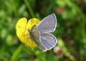 Butterblume von Peter Cordes