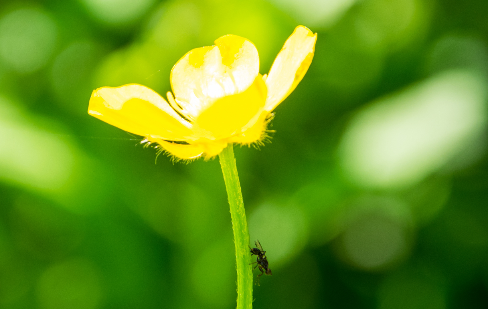 Butterblume