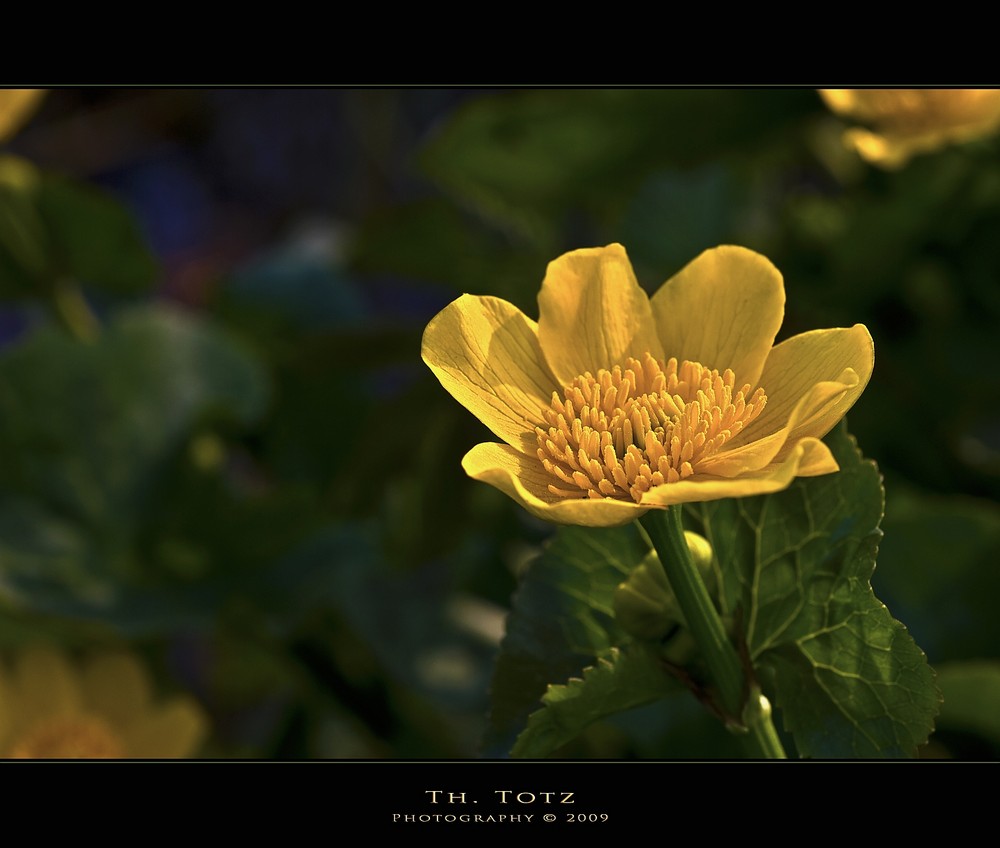 Butterblume am Bach