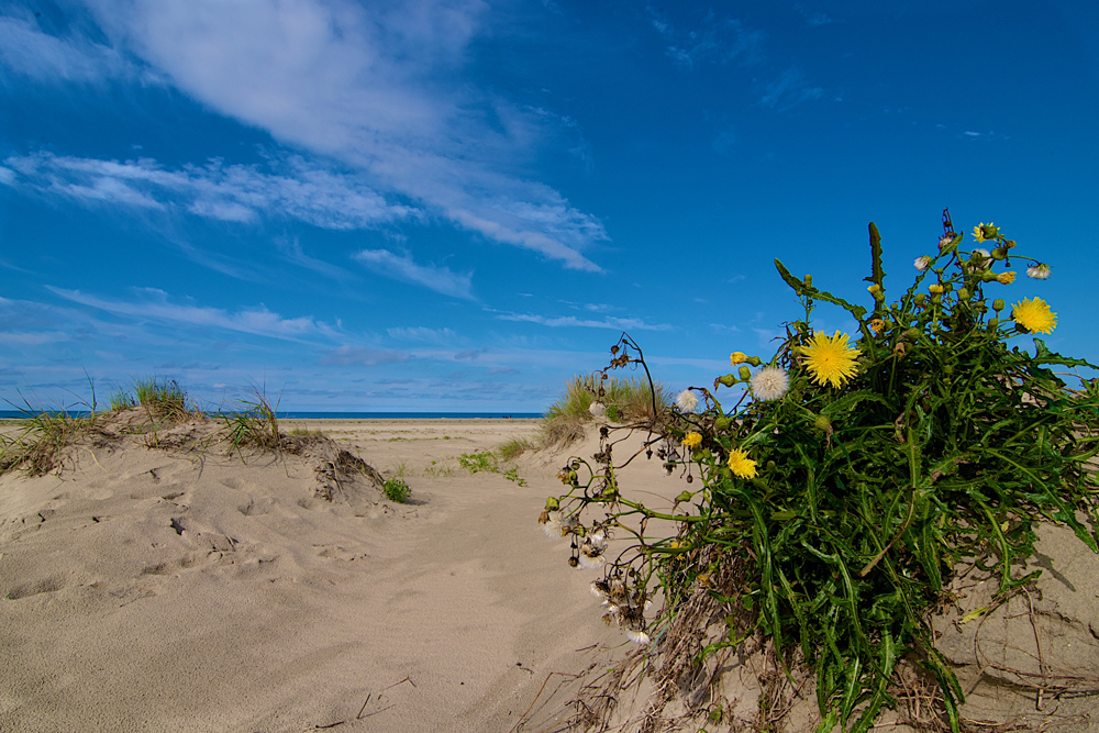 Butterblume am Strand