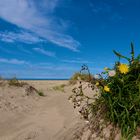 Butterblume am Strand