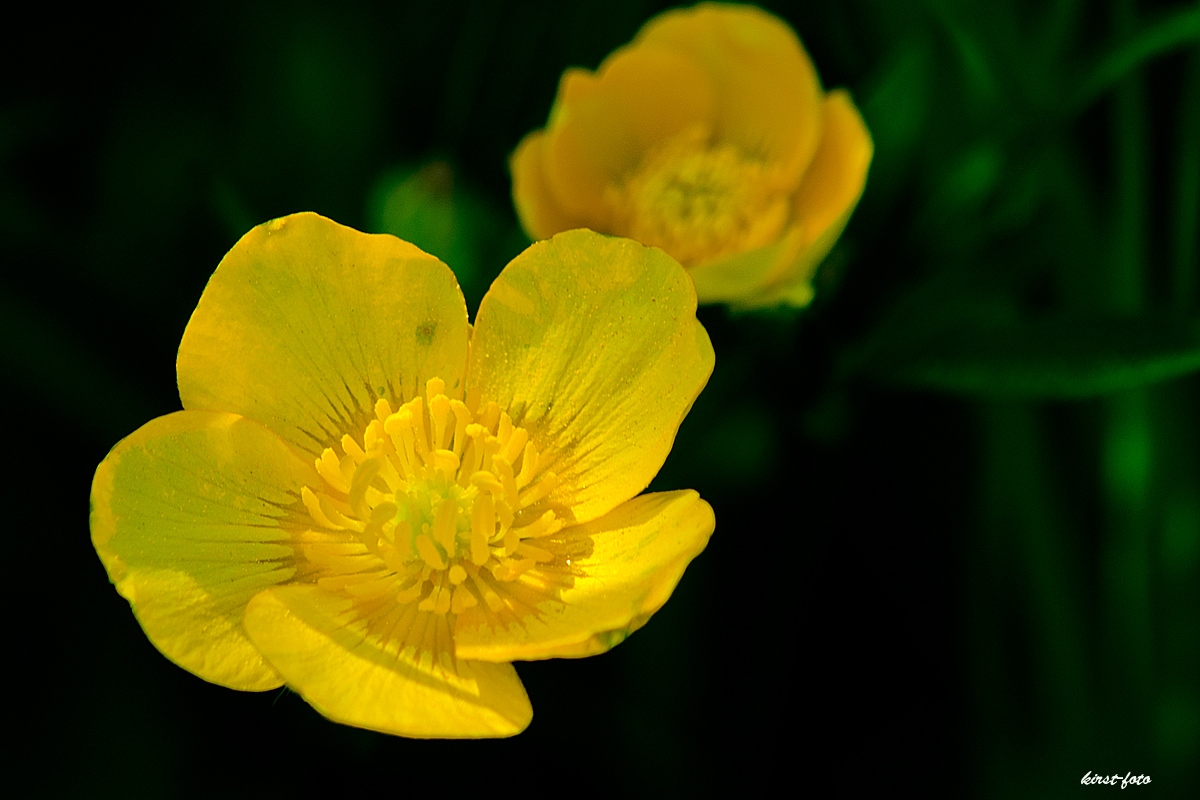 -Butterblume-am-Wegesrand Foto & Bild | natur Bilder auf fotocommunity -Butterblume-am-Wegesrand Foto & Bild | natur Bilder auf fotocommunity
