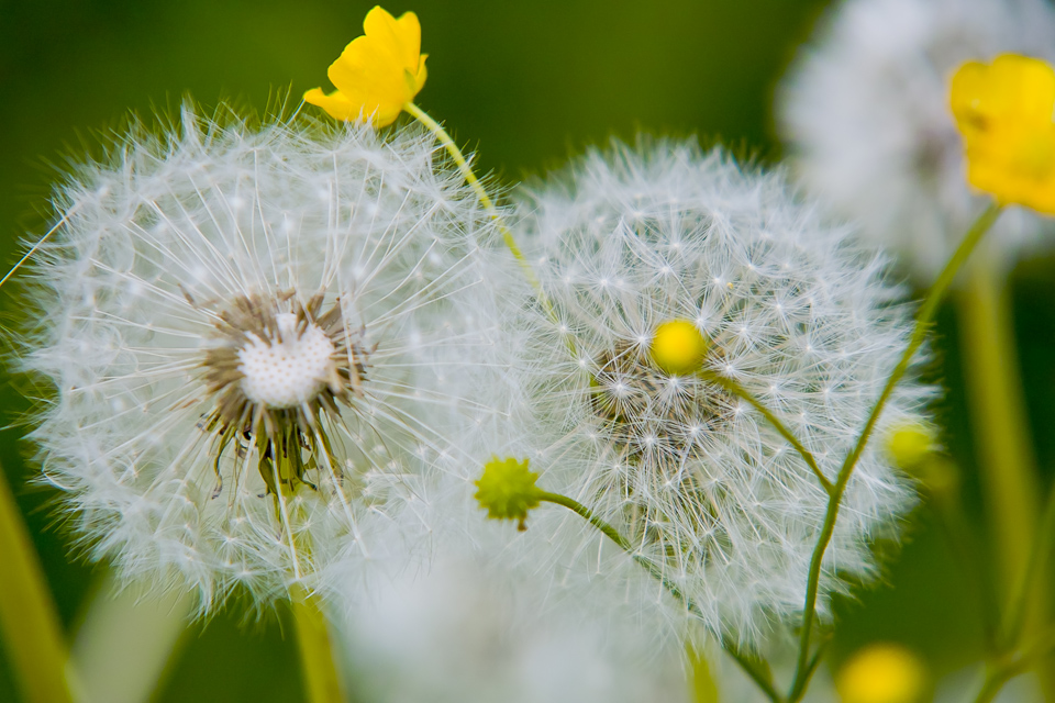 Butterblume an Pusteblume