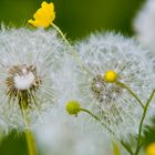 Butterblume an Pusteblume