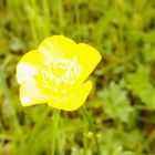 Butterblume auf der Wiese