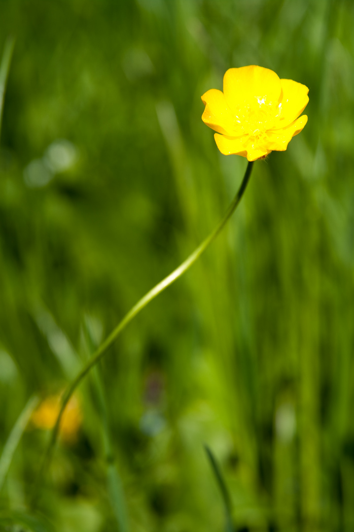 Butterblume auf Wiese