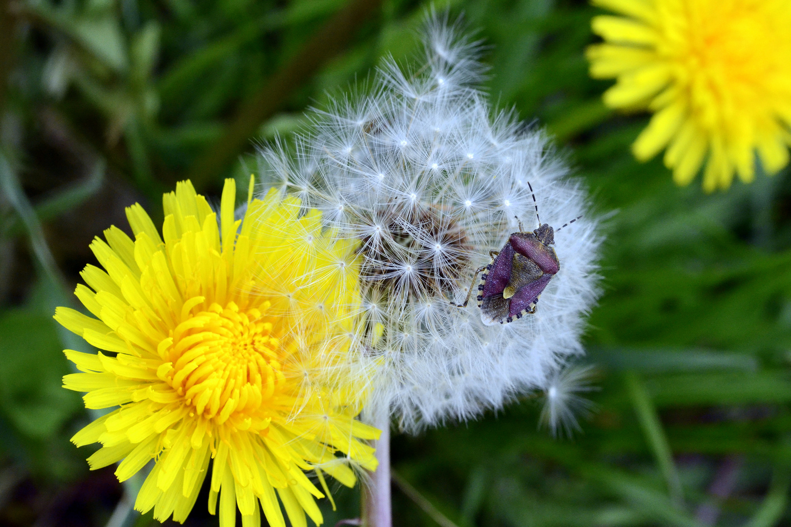 Butterblume