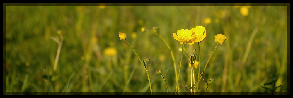 Butterblume butterblümchen