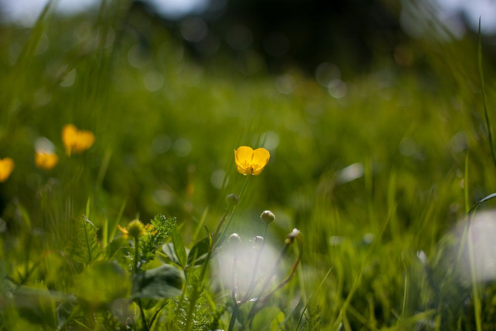 butterblume