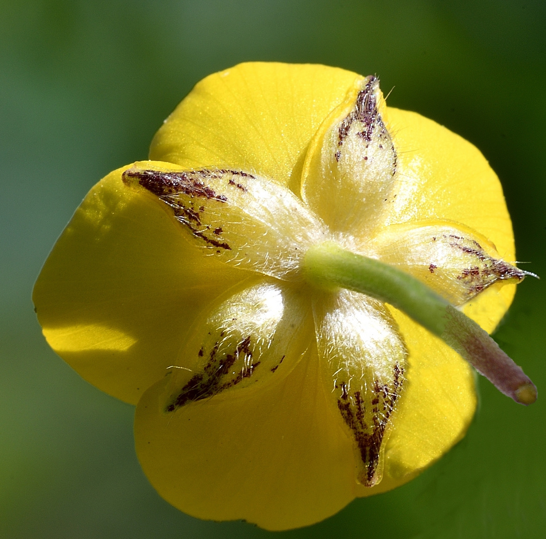 Butterblume, der Kriechende Hahnenfuß - auch von hinten eine Schönheit