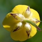 Butterblume, der Kriechende Hahnenfuß - auch von hinten eine Schönheit