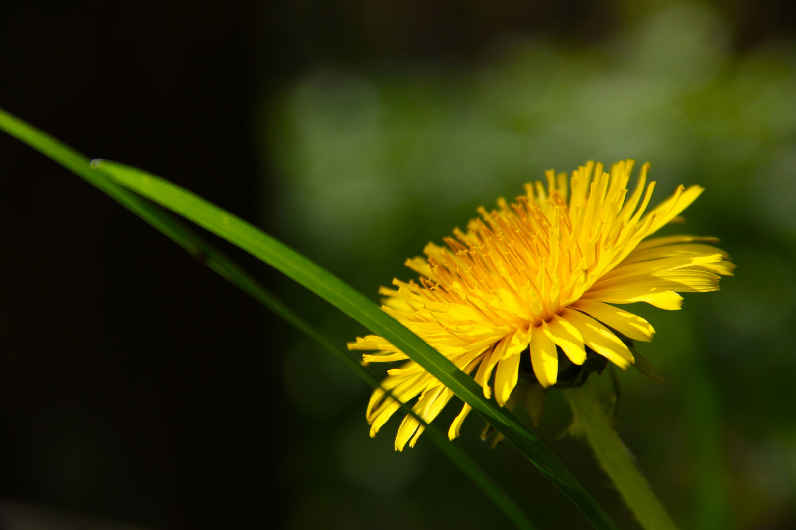 Butterblume