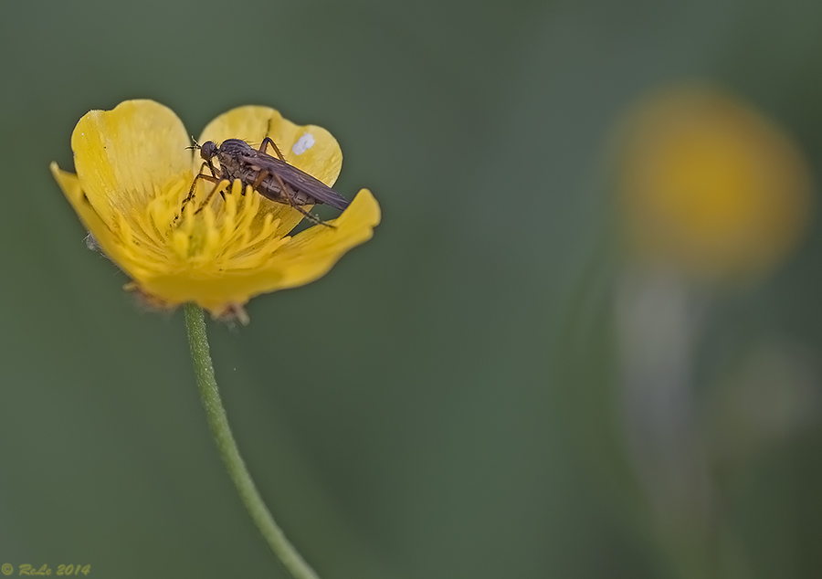 Butterblume....