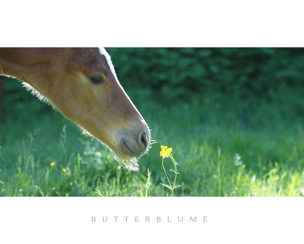 Butterblume :)