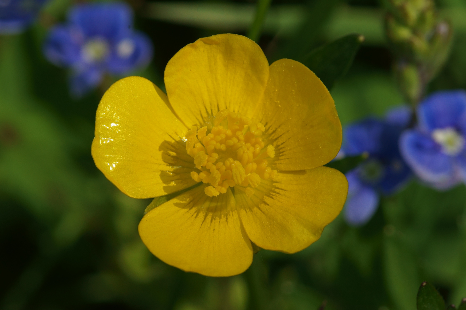 Butterblume, Gelb vor Blau