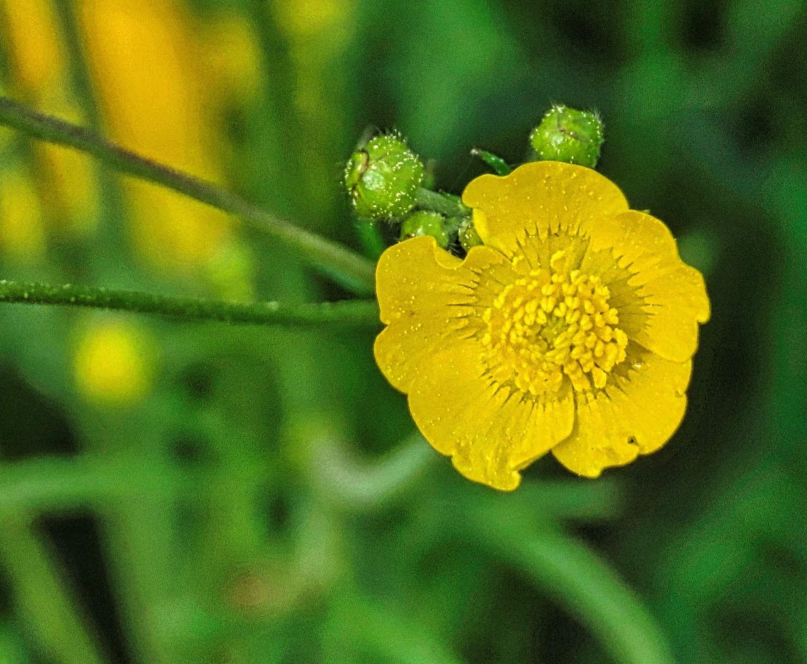 Butterblume?, ich glaube es zumindest