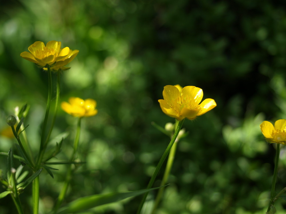 Butterblume im Grünen "Licht"