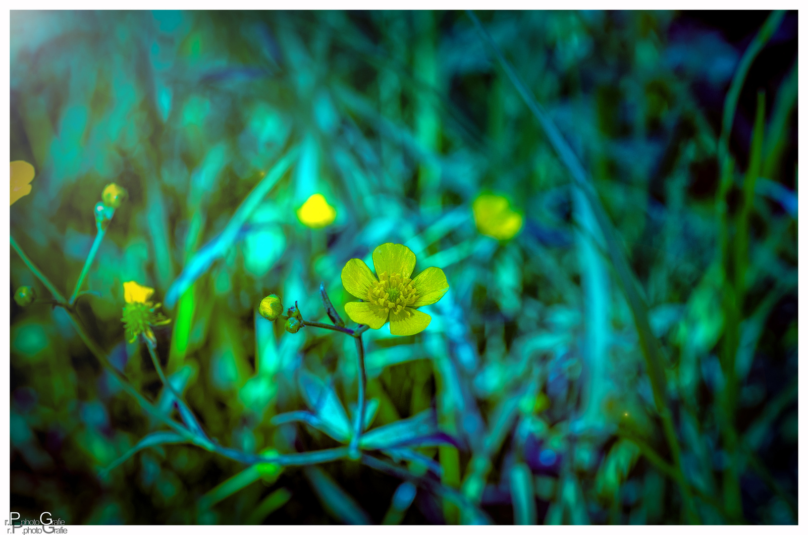 Butterblume im Lichterschein