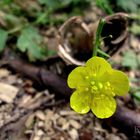 Butterblume im Wald