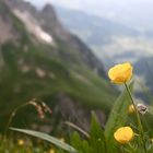 Butterblume - Mindelheimer Hütte