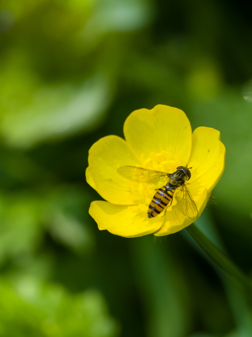 Butterblume mit Besucher