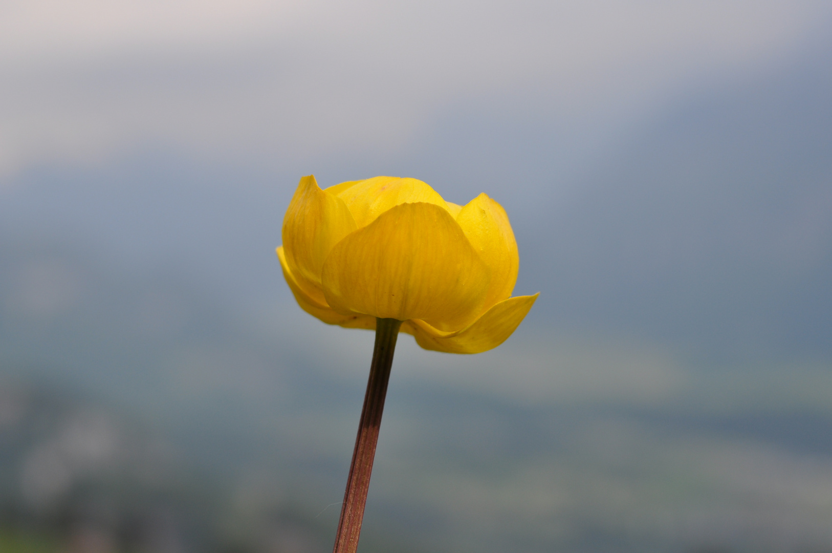 Butterblume mit Blick in das Haslital