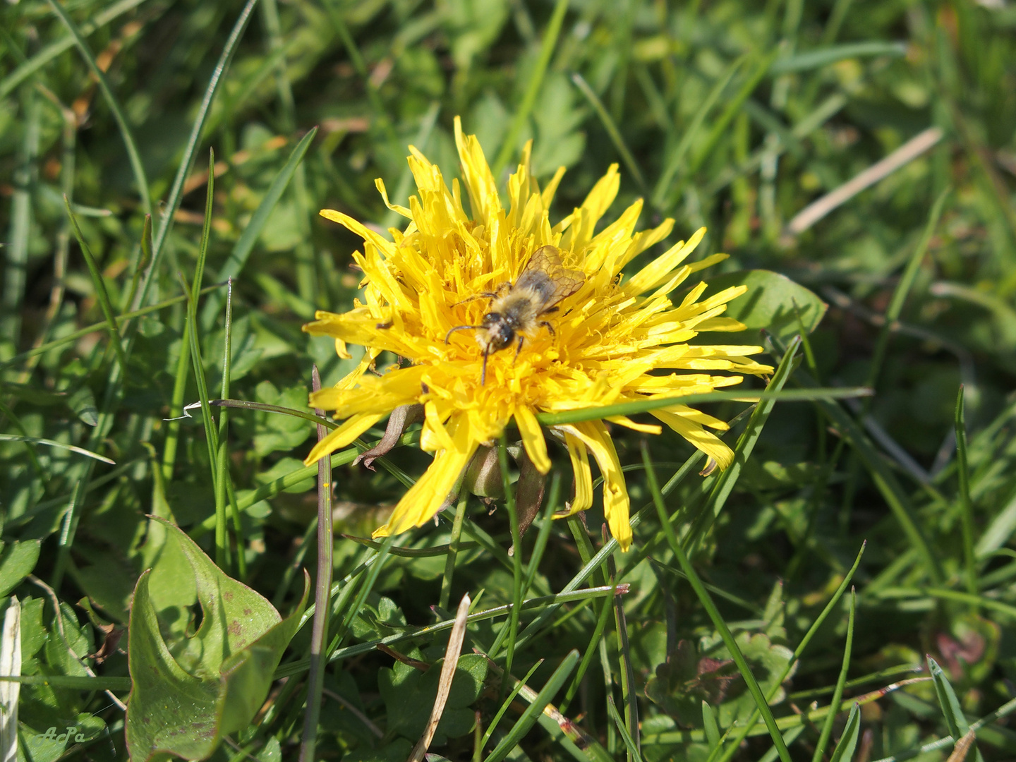 Butterblume mit Gast