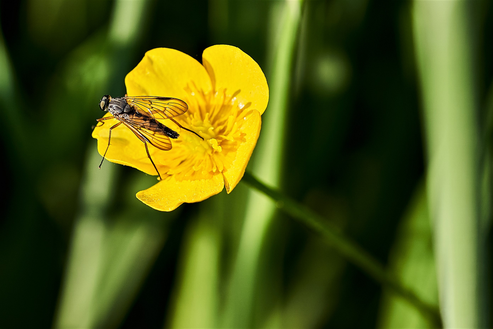 Butterblume mit  Gast