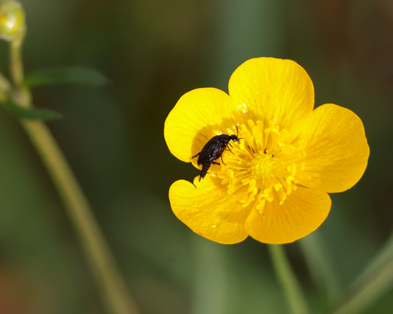 Butterblume mit Käfer