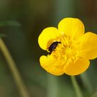 Butterblume mit Käfer