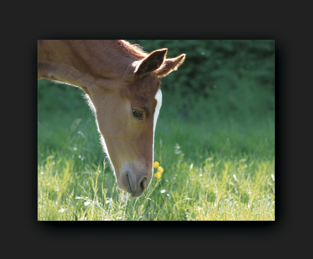 Butterblume… mit Ohren :)