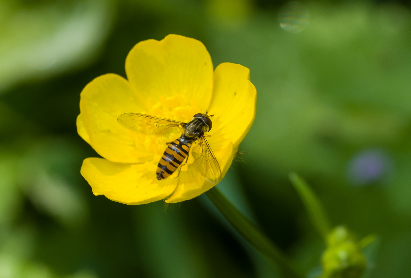 Butterblume mit Schwebfliege II 