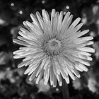 Butterblume nach Regenschauer