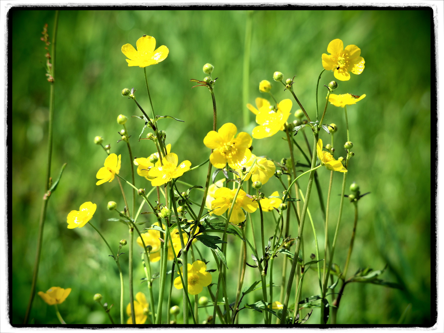 Butterblume (Scharfer Hahnenfuß)