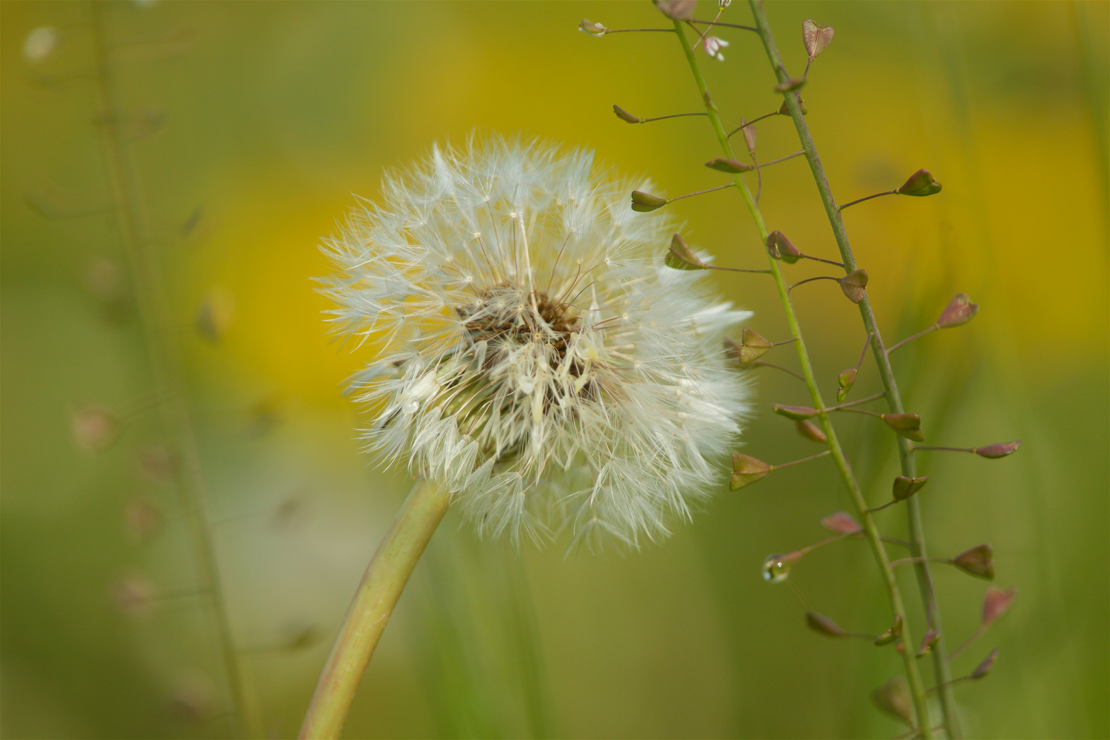 Butterblume trifft Hirtentäschel