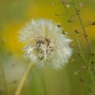 Butterblume trifft Hirtentäschel