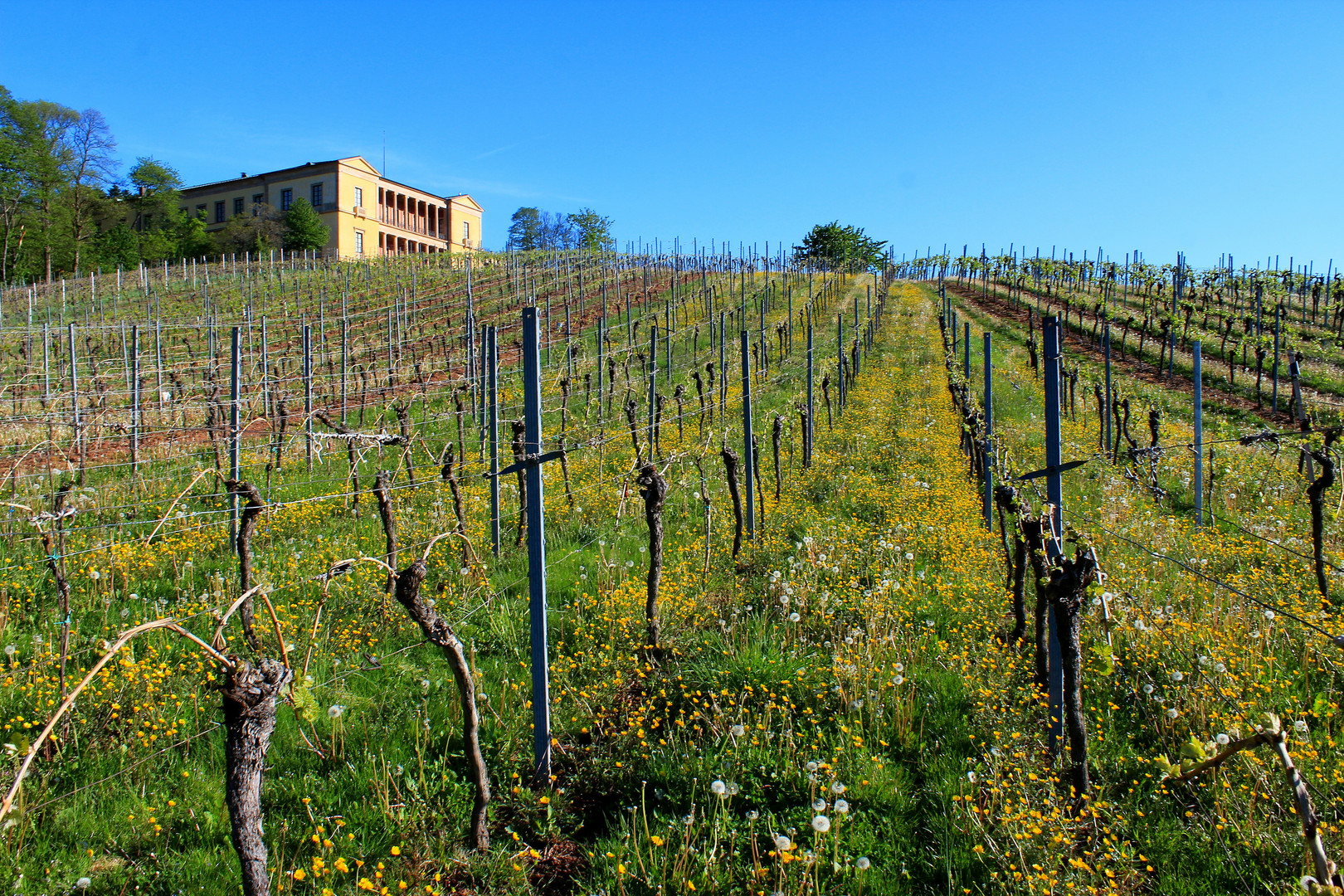 Butterblume trifft Villa Ludwigshöhe