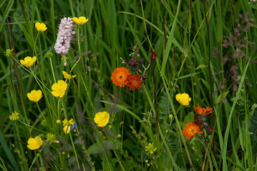 "Butterblume)" und Pippau