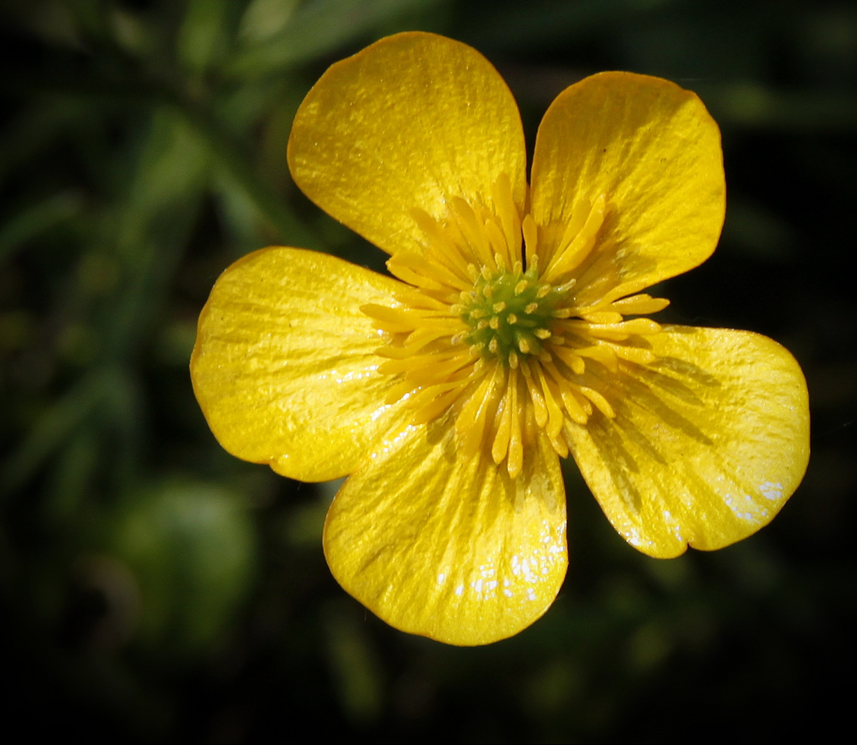 Butterblume zum Sonntag