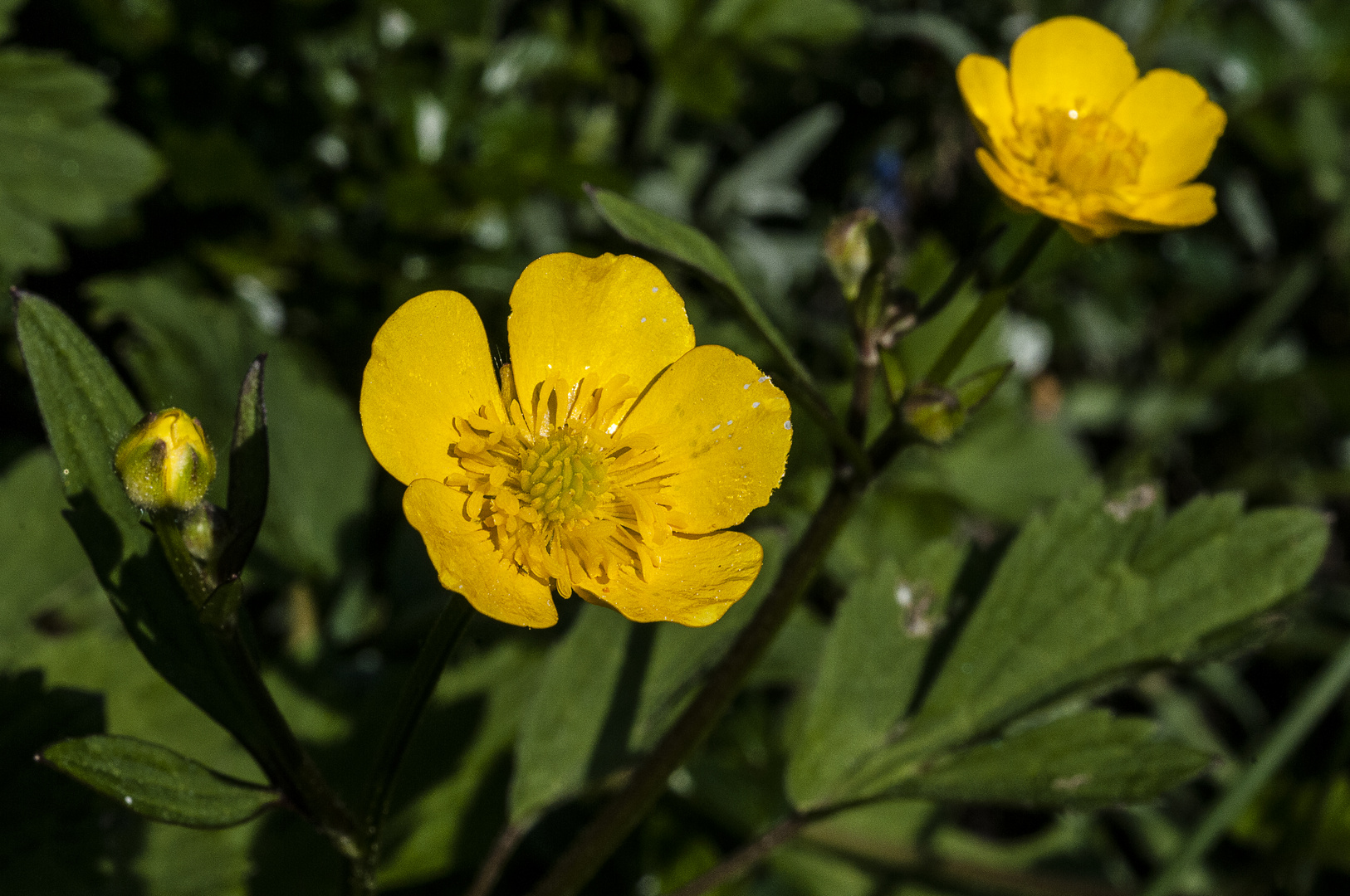 Butterblumen