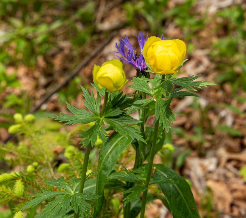 Butterblumen Foto &amp; Bild | landschaft, heide, natur Bilder auf ...