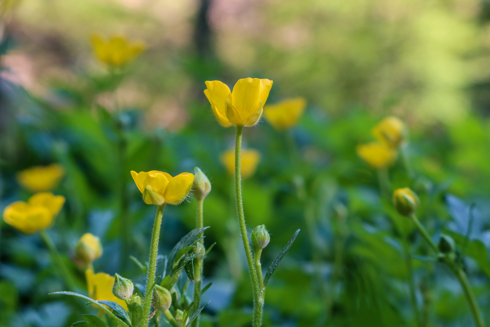 Butterblumen