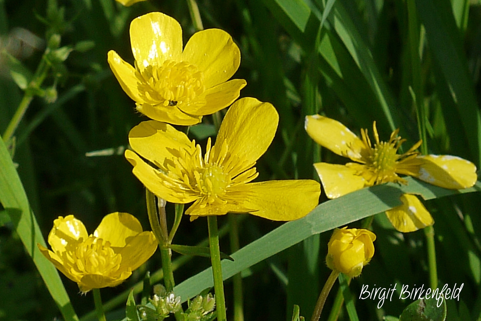 Butterblumen