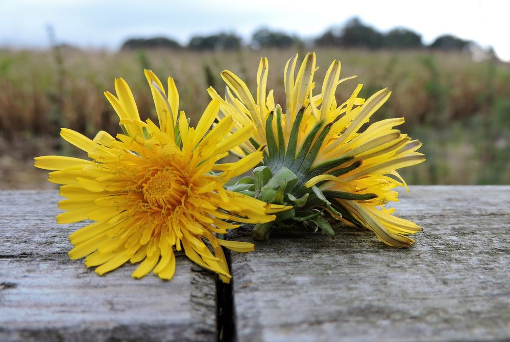 Butterblumen Foto &amp; Bild | natur, landschaft, pflanzen Bilder auf ...